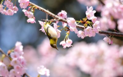 Március, tavasz, pihenés… :)