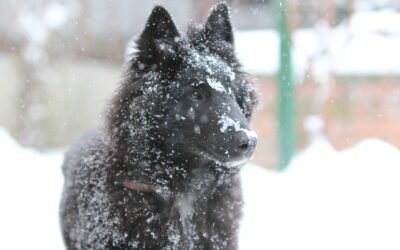 MedMax – Karácsonyi Üdvözlet